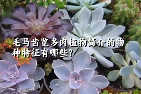 毛马齿览多肉植物简介的物种特征有哪些?