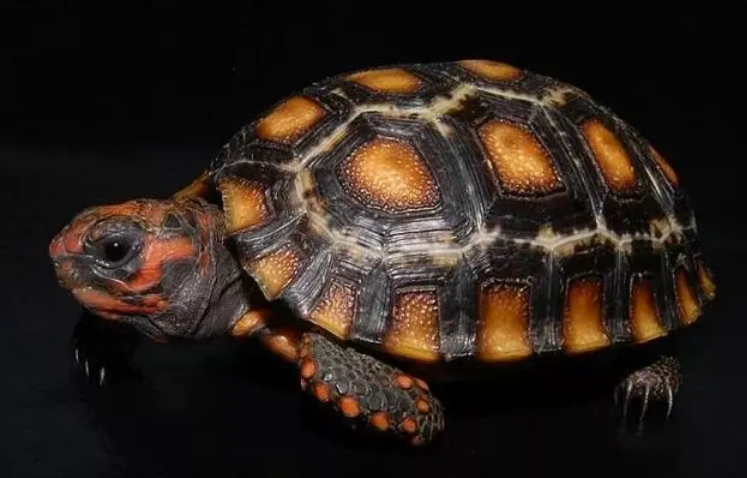 红腿陆龟适合吃这种龟粮