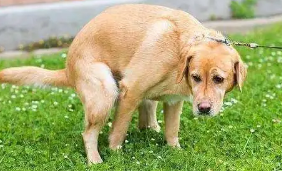 为什么狗狗到处撒尿？往往是这几种原因