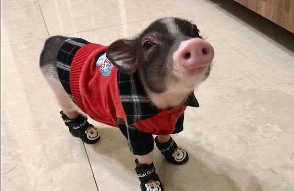 麝香猪多久吃一次饭？饲养须知！