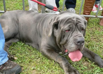 清尸犬是什么品种，感兴趣的都来瞧瞧！