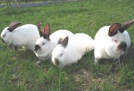 加利福尼亚兔聪明吗？这绝对是一篇科普！