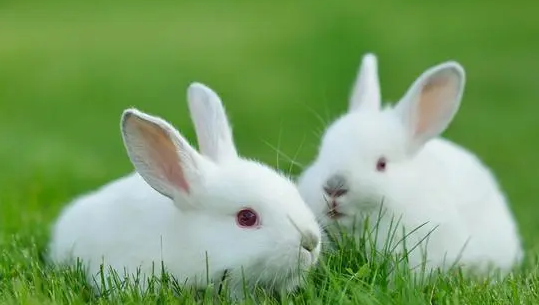 兔子吃萝卜吗？主人来了解一下吧