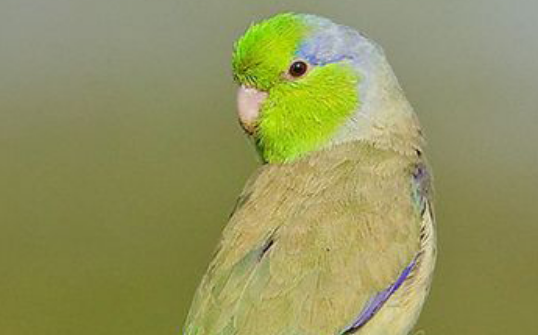 太平洋鹦鹉的价格是多少？这些特征要谨记