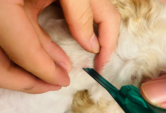 铲屎官必知题目，小狗驱虫要驱几次？