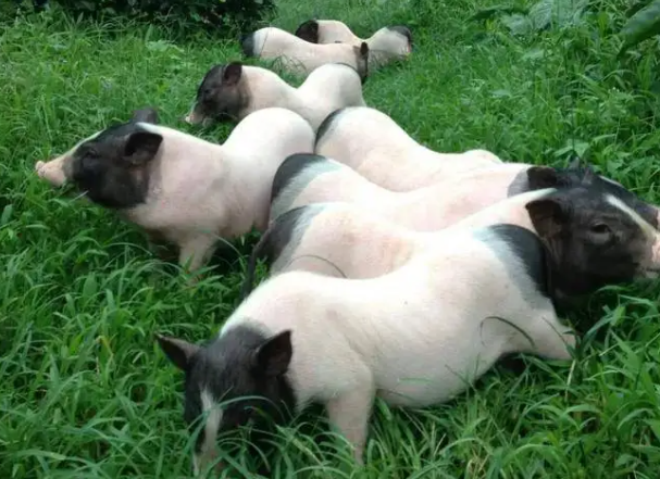 巴马香猪喜欢吃什么牧草，此文有答案