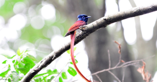 鸟友科普：紫寿带鸟别名是什么？