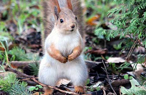 松鼠寿命有多长，想知道的快来看！