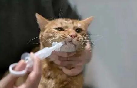 小猫什么时候可以做驱虫?这里有答案 小猫什么时候可以做驱虫?这里有答案