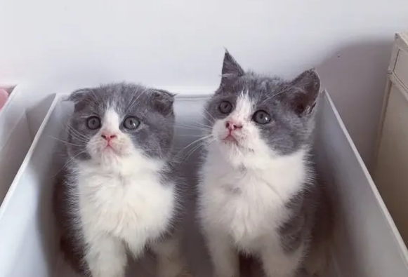 英短蓝白纯不纯看这个几点就够了！！！