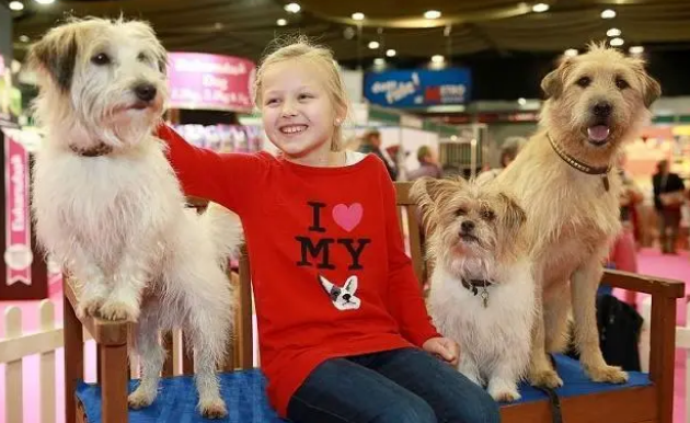 简单实用,二哈都能学会!用狗尿垫训练狗狗在家大小便 简单实用,二哈都能学会!用狗尿垫训练狗狗在家大小便