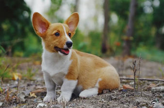一篇文章告诉你,定期给狗狗修剪趾的重要性! 一篇文章告诉你,定期给狗狗修剪趾的重要性!