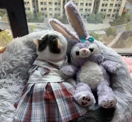 给宠物做衣服，一件卖199元，一个月销售额六万