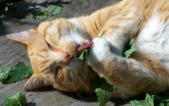 猫咪吃了猫薄荷反应是咋样的? 猫咪吃了猫薄荷反应是咋样的?