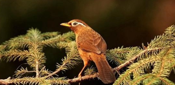 鸟养得好不好,饲料为一大关键!如何分辨鸟饲料的好坏呢? 鸟养得好不好,饲料为一大关键!如何分辨鸟饲料的好坏呢?