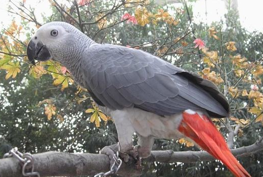 非洲灰鹦鹉价格，看看和你预期的差多少~