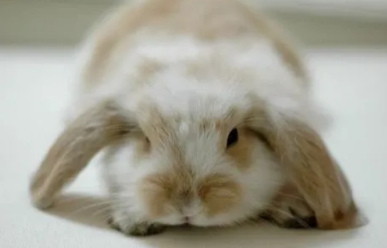 垂耳兔会认主人吗？新手铲屎官有必要了解一下