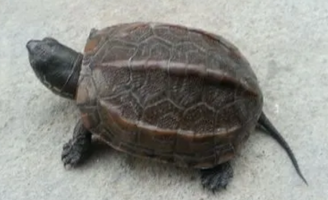 中华龟咬人吗?来了解下吧 中华龟咬人吗?来了解下吧