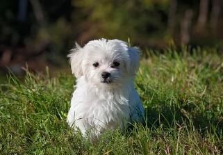 滴滴滴，有谁知道宋亚轩的狗是什么品种吗？