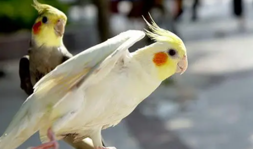 鸡尾鹦鹉怎么区别公母？这些方法你会了吗？