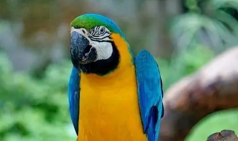 蓝喉金刚鹦鹉吃什么？来get一下吧