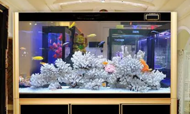 纠正误区，硝化细菌不是一种细菌，而是两种，而且它们也不净水