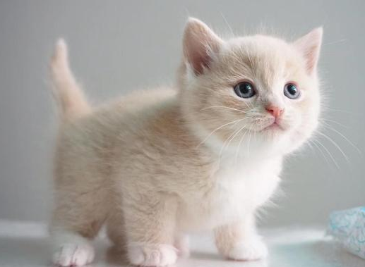 蓝猫和英短的区别，好奇的宝宝可以来看看