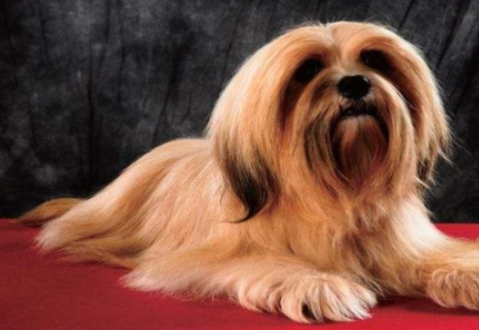 关于拉萨犬你了解多少?它的特征是什么呢? 关于拉萨犬你了解多少?它的特征是什么呢?