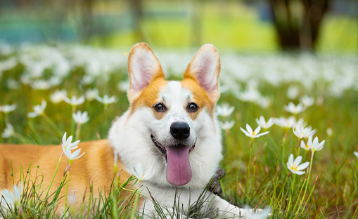 柯基犬怎么养好？答案在这里