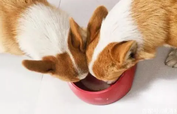 狗狗猫咪喝羊奶粉有哪些好处？该如何科学“喂奶”？