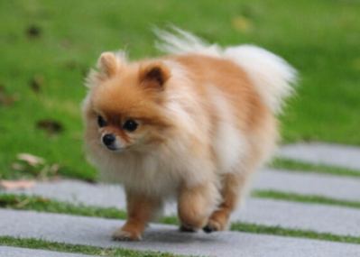 今日科普：小狗不吃不喝光想趴着是为什么？