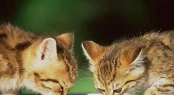 你们说,种植猫草的最终指南都有哪些呢? 你们说,种植猫草的最终指南都有哪些呢?