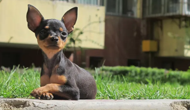 温柔可爱的小鹿犬，寿命一般是多少年？