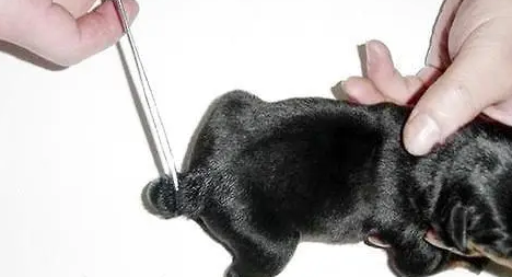 宠物店可以剪狗尾巴吗？看正确答案！