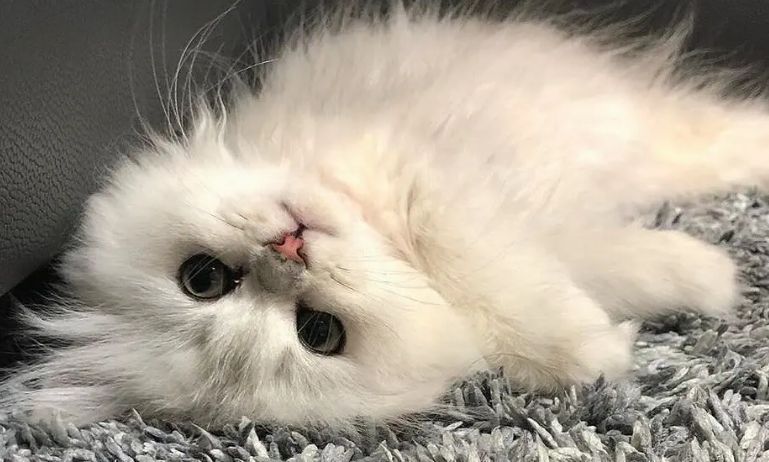 公猫晚上有时嗷呜叫,大概是这个原因 公猫晚上有时嗷呜叫,大概是这个原因