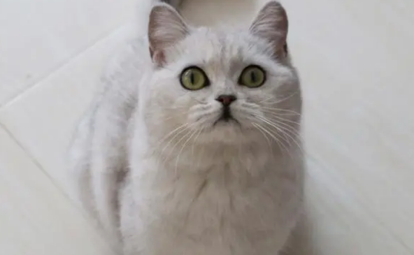 猫咪可以天天吃营养膏吗？