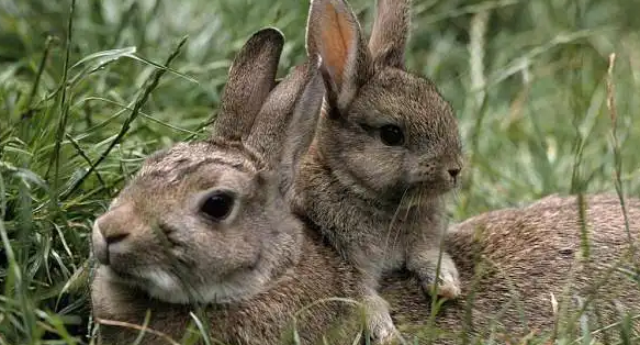 海南兔吃什么？饲养时需注意