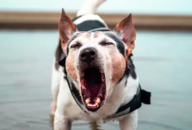 狗狗对着没人的地方叫是为什么？来看看吧