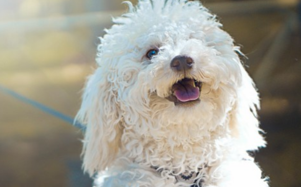 三个月的小狗怎样训练大小便?方法都在这里 三个月的小狗怎样训练大小便?方法都在这里