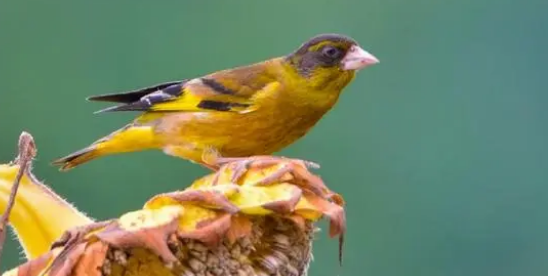 金翅鸟幼鸟喂什么饲料？养金翅鸟需要注意的事项