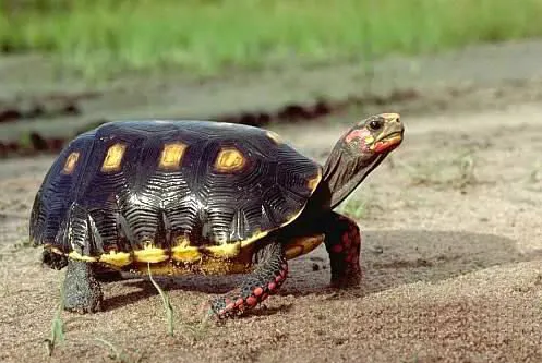 听说“小迷糊蛋”樱桃红腿陆龟不认识主人?我真的会谢! 听说“小迷糊蛋”樱桃红腿陆龟不认识主人?我真的会谢!