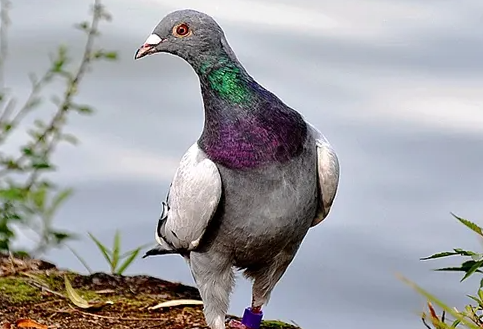 不知道鸽子几个月会咕咕叫？看这里！