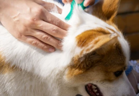 宠物体内外驱虫指南——狗狗篇