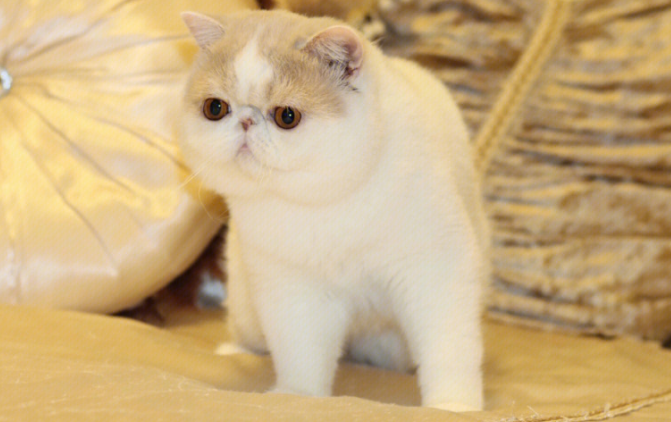 加菲猫智商相当于人几岁?来看一看吧 加菲猫智商相当于人几岁?来看一看吧