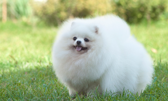 博美最怕主人怎么惩罚？宠主们快来了解一下！