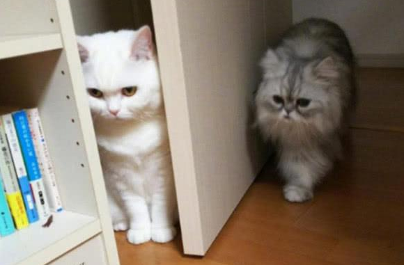 猫咪晚上一直叫还刨门，原来这些原因导致的！