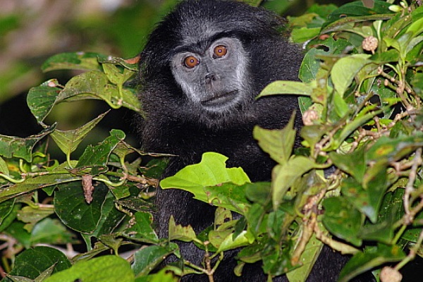 猪尾巴、朝天鼻——相貌奇特的豚尾叶猴 猪尾巴、朝天鼻——相貌奇特的豚尾叶猴