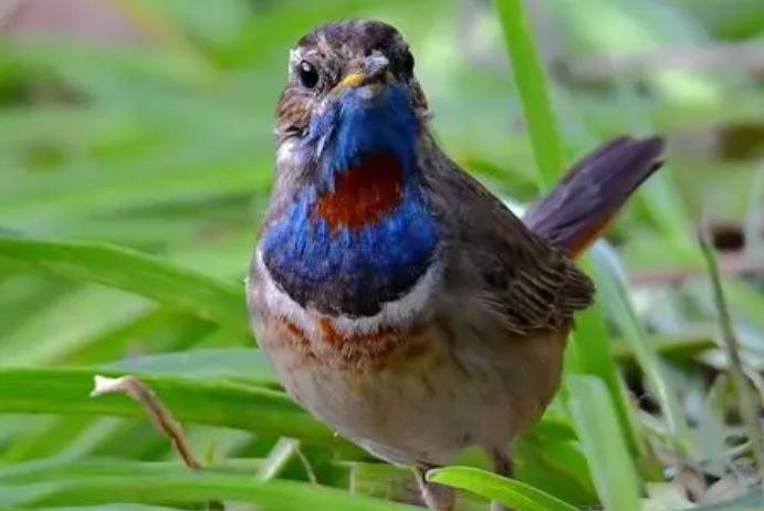 蓝点颏多少钱一只?想养的人来看看吧 蓝点颏多少钱一只?想养的人来看看吧