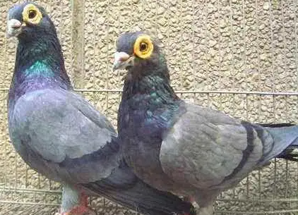 古老赛鸽中国铁流鸽的喂养要点，你了解多少？