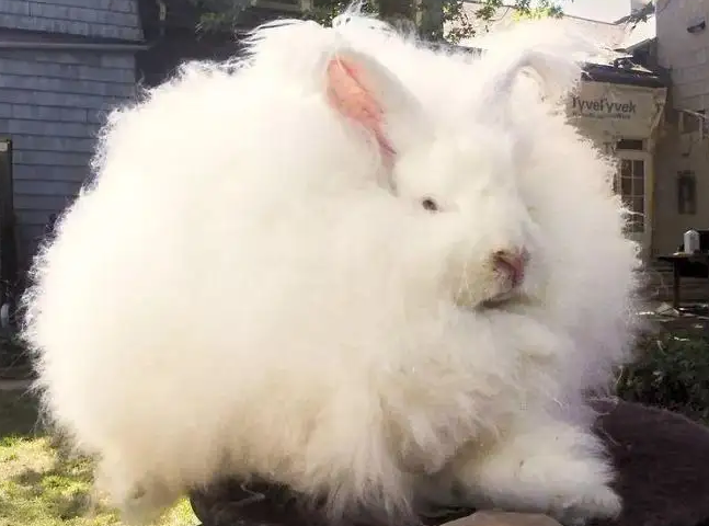 巨型安哥拉兔吃什么？来了解下吧